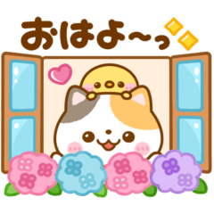 nekoneko CAT summer