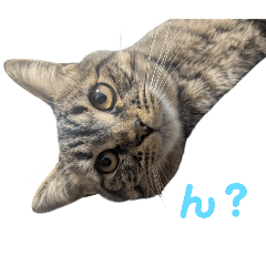 kuri_toro_20250511155112