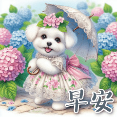 Toby the Maltese says good morning 40-2