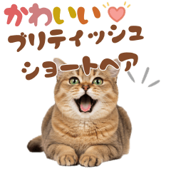 いつでも使えるブリティッシュショートヘア