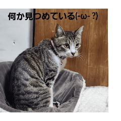 Alice_20250511185606