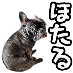 Frenchbulldog HOTARU6