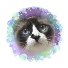 naachan_20250511211203