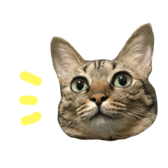 U姆喵