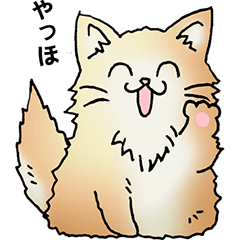 Long-haired cat 1