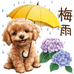 Cute Toy Poodle Rainy Greetings