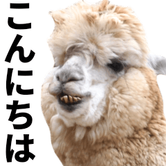 A photo of a large alpaca