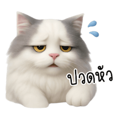 แมวขนฟูน่ารัก ลายหัวล้าน อิอิ