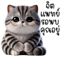 แมวเทาลาย แมวน้อย น่ารักมาก
