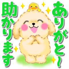 かわいいトイプードル❤️デカ文字