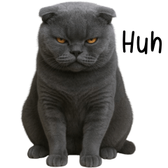 Mui grey cat angry face (EN)