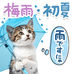 ねこちぃず♡梅雨〜初夏ver
