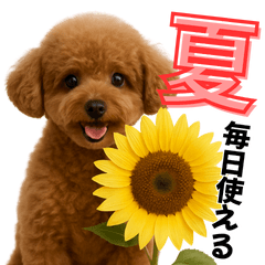 Adorable Toy Poodle for Summer