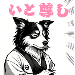 Japanese style border collie