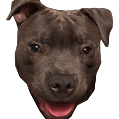 Ollie the Staffy