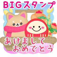 BIG shiba inu dog NewYear pretty 16