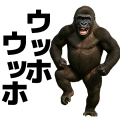 Ehhhhhh gorilla