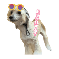 チャイクレのチビ