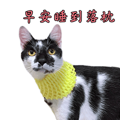 Cat's Simple daily Life