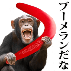 chimpanzee stirring 5