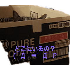 Alice_20250513062751