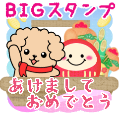 BIG toyPoodle dog New Year pretty 16