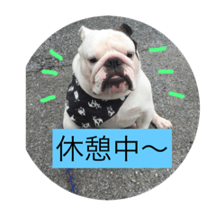 Pretry dog