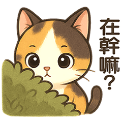 調皮三花貓的日常