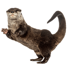 Otter Talk2