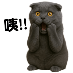 Mui grey cat angry face (TWN)