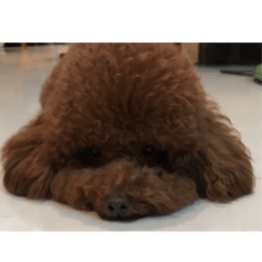 bobo 3