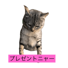 TRAcat