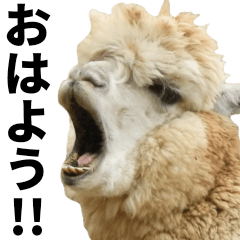 A photo of a large alpaca!