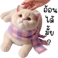 มะเหมียวพาสเทลขี้อ้อน