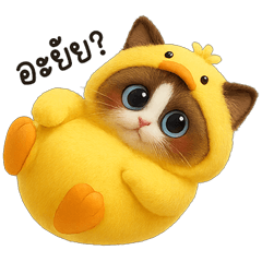 น้องเหมียวเป็ดน้อย
