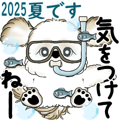 NEW Shih tzu 2025 ( It's summer.)