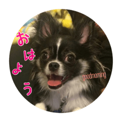 チワワのセンタ君