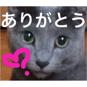 Beautiful Russian Blue, Mr. Aoi Nakagawa