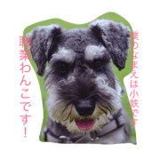 Kotetsu dog