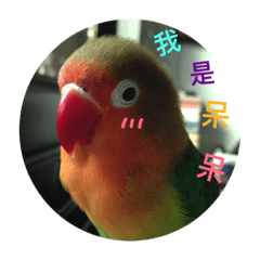 我的番茄呆呆