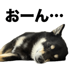 Mozuku_shibainu_20250514214030