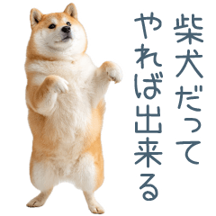 Cheerful Shiba Inu for daily use