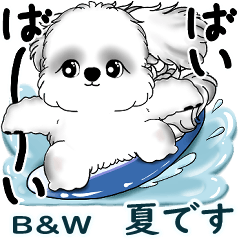 NEW B&W Shih tzu 2025 ( It's summer.)