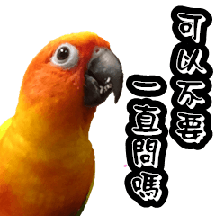 金太陽鸚鵡情侶，芒果&奇異果 (新年厭世篇)