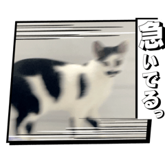 うちのぽんちゃん喋ります