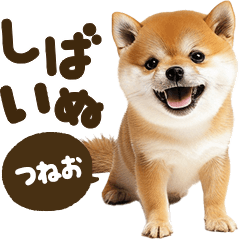 しばいぬmix【つねお】