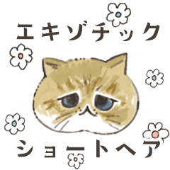 Moving! Exotic Shorthair