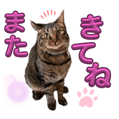 キジ猫オンリー