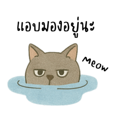 แก๊งเหมียวตัวจี๊ด