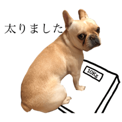 French Bulldog umekichi3
